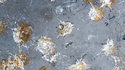Sono opere d’arte fini a sé stesse o che? Bisognerebbe chiederlo a un piccione.