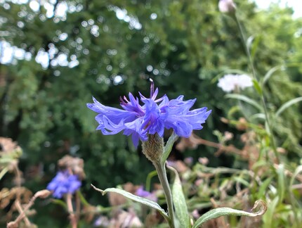 With macro mode, you can get close-ups of flowers, for example.