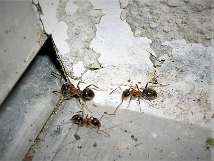 Die Lasius emarginatus erkennst du an ihrem zweifarbigen Körper.