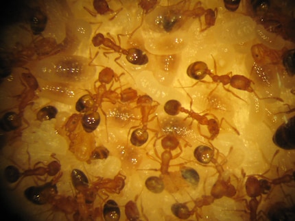 Das Gewand der Pharaoameisen ist königlich bernsteinfarben bis gold.