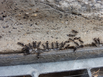 Die Tapinoma nigerrimum breitet sich rasend schnell aus und beisst gerne einmal zu.