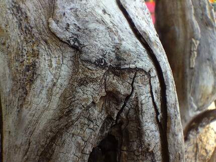 Mit dem Makro-Modus schiesst das G42 brauchbare Detail-Aufnahmen.