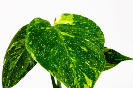 The variegation makes the leaves blotchy.