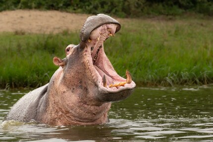 If a hippo opens its mouth, you better take to your heels.