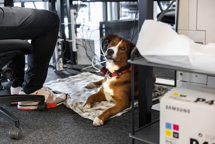 Lino stays leashed under Domagoj’s desk. This makes things stress free for everyone.
