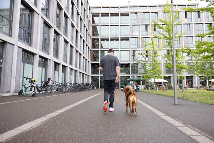 On the lawn in front of the office, Domagoj really powers Lino out.