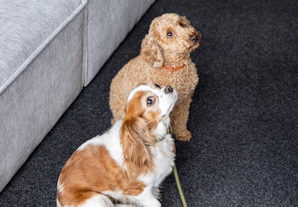 Who could say no to these furry faces?