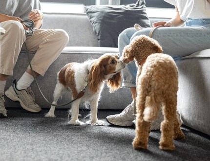 Polly (left) and Maya make sure their owners take breaks, too.