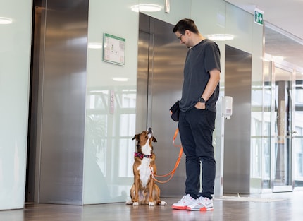 Be it driving in a car, riding a train or taking an elevator: Lino does it all.