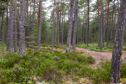 Im Wald auf der Insel Sandön.