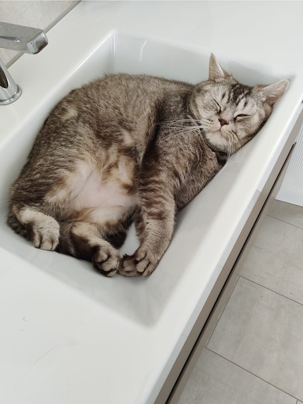 Gismo. Photo : Tanja Lehmann
