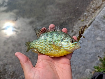 Il primo pesce sulla canna del principiante: un persico sole.