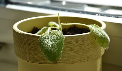 My sage plant has survived – just about.