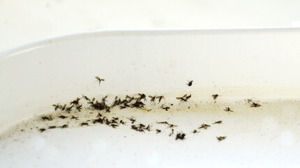 Some fungus gnats died in my plant saucer. Unfortunately, however, new ones keep appearing.