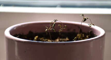 More dead than alive: my herbs after collapsing.