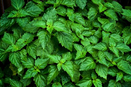 Pogostemon cablin (Blanco) Bentham oder einfach Patchouli.