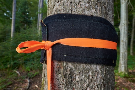 Je recommande les protections d’arbre pour ne pas abîmer l’écorce avec les sangles.