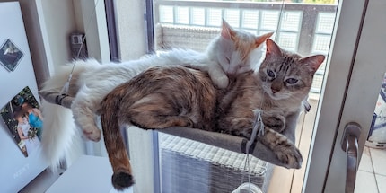 Unsere beiden Wohnungskatzen Zelda (links) und Leia (rechts) dürfen das Katzenklo für Galaxus testen.