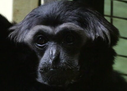 Una sezione della stessa immagine ingrandita.