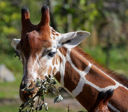 Anche se fotografi una giraffa a una notevole distanza, puoi limitare la sezione solo alla testa.