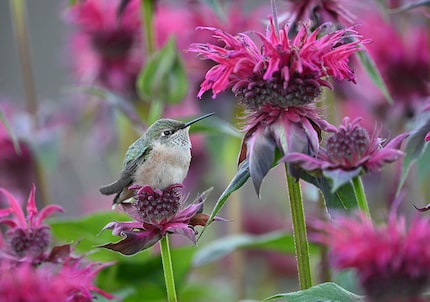 Colibrì a coda larga con fiori, fotografato con la Nikon Z 8 e il Nikkor Z 600 mm f/6.3 VR S.