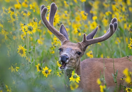 Cervo rosso con fiori, fotografato con la Nikon Z 8 e il Nikkor Z 600 mm f/6. 3 VR S.