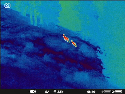 A doe and a fawn at 2.5x magnification.