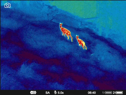 A doe and a fawn at 5x magnification.