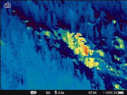 The red spot in the centre of the picture is a lone doe.
