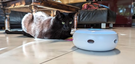 Il gatto ha capito: può appostarsi davanti a un foro e aspettare che la preda esca.