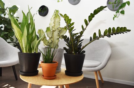 Sono belle e fanno pochi problemi: Sansevieria Moonshine, Euphorbia Trigona (dietro), Sansevieria Bacularis Mikado e Zamioculcas Raven sono semplicemente una gioia per gli occhi.