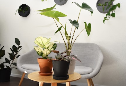 Belle da vedere, ma piuttosto delicate: Aglaonema, Pink Princess (davanti) e Alocasia.