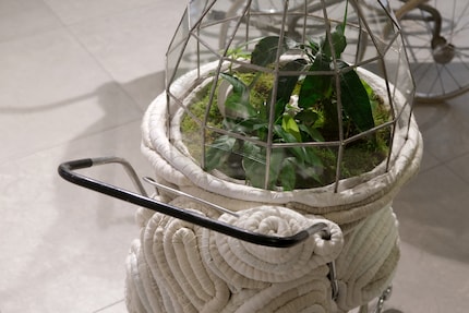 Plants lie in this pram instead of babies.