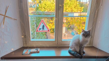 Jour 0 : premier signe de vie de Tomte. C’est reparti pour un tour ! Notre chatte Mira n’est pas contente.