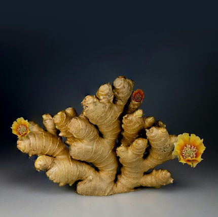 Lo zenzero contiene gingerolo, che aiuta a combattere la stanchezza grazie alle sue proprietà antiossidanti e antinfiammatorie.
