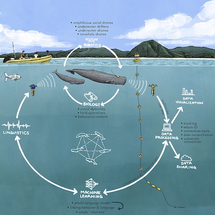 C’est ainsi que fonctionne le CETI, le projet de recherche visant à décoder le langage des baleines : l’intégration de la biologie, de la linguistique, de la robotique et de l’apprentissage automatique permet de collecter de nombreuses données de communication et de développer un modèle du langage des baleines à l’aide d’expériences interactives.