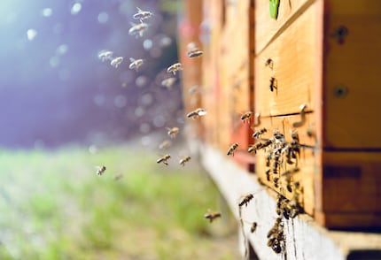 Lorsqu’une abeille trouve une source de nourriture appropriée, elle communique aux autres abeilles l’endroit où elle l’a trouvée par sa danse. L’abeille robotisée de l’université technique de Berlin peut également indiquer le chemin en dansant.