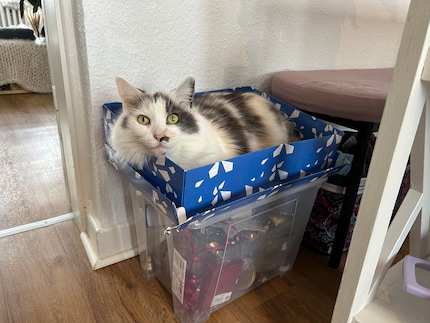 I gatti amano le scatole di cartone in ogni forma.