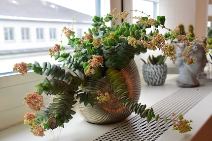 Another feast for the eyes – this time, a Crassula Marnieriana.