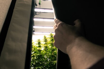 A Martin piace parlare della sua coltivazione. Nei suoi articoli puoi scoprire di più sulla legalità della cannabis in Svizzera.