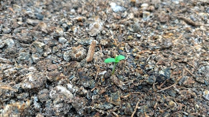Veillez à ce que vos plantes soient cultivées dans un sol adapté au cannabis et qu’elles soient dès la première heure exposées à la lumière.