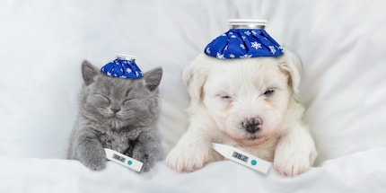 Anina Lutz: «Die Schweizer Versicherungsquote bei Haustieren liegt bei unter zehn Prozent.»