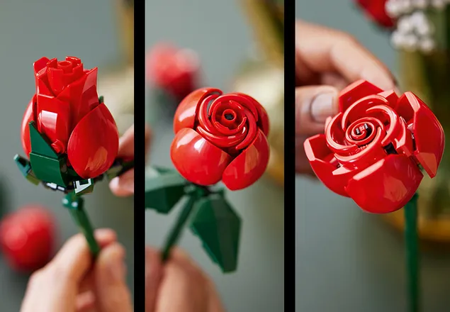 Trois stades de floraison différents pour un total de 12 roses.