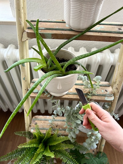 Mit einem sauberen Messer einen Strang von der Pflanze schneiden …