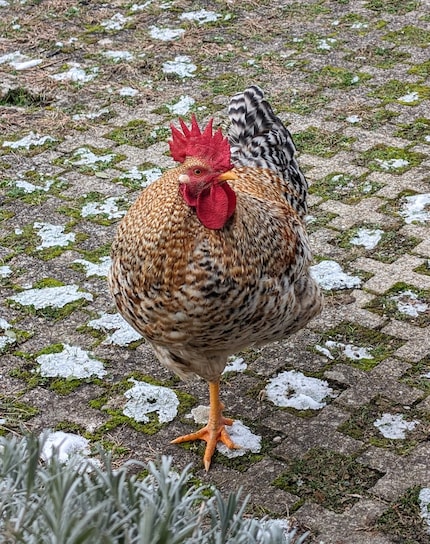 The chick turned into a proud rooster.