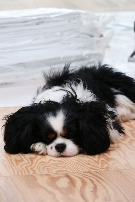 Kasper treats himself to a nap during the interview.