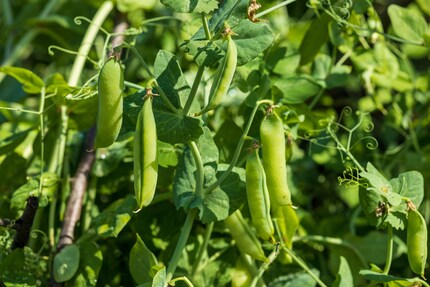 Piselli: sono ricchi di fibre, proteine e numerose vitamine.