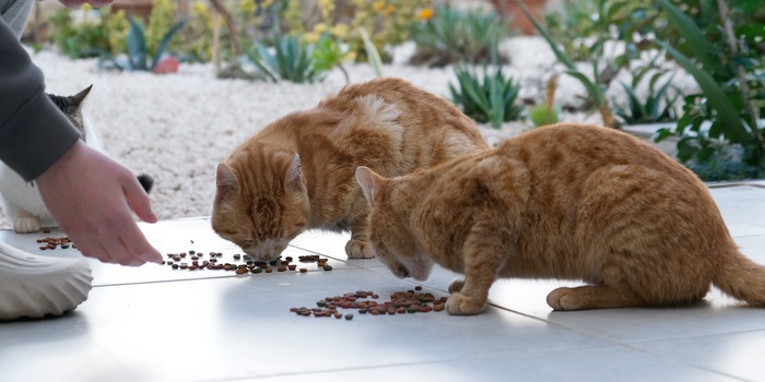 Shutterstock/Shyntartanya