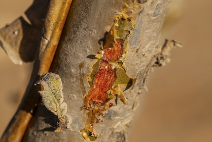 Boswellia sacra – Frankfurter Harz.