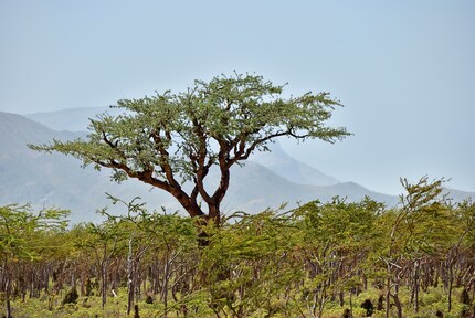 Frankincense Bäume, genannt Boswellia sacra oder Olibanumbaum, auf dem Homhil Plateau auf Socotra Island im Jemen.
